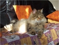 bastet4