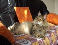 bastet5