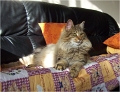 bastet6