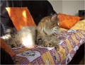 bastet7