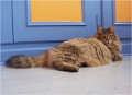 bastet8