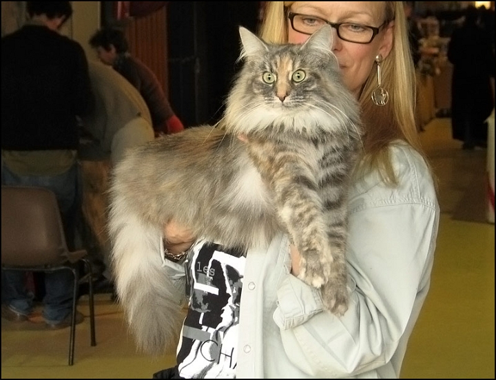 Blecktrummans-Malva2.jpg - Blecktrummans Malva