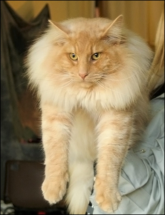 Redtails-Digory-Kirk3.jpg - Redtails Digory Kirk