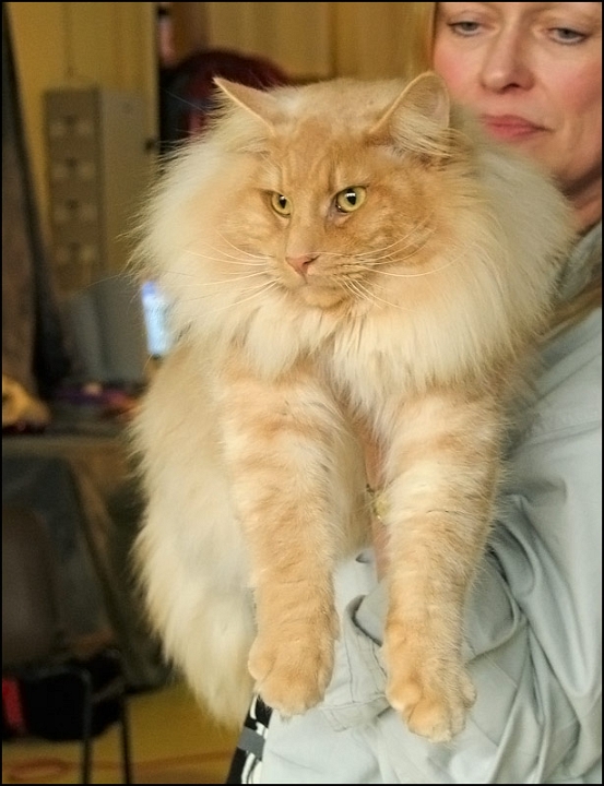 Redtails-Digory-Kirk4.jpg - Redtails Digory Kirk