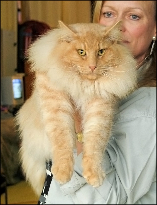 Redtails-Digory-Kirk5.jpg - Redtails Digory Kirk