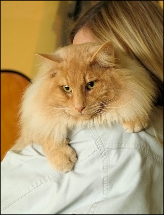 Redtails-Digory-Kirk6.jpg - Redtails Digory Kirk