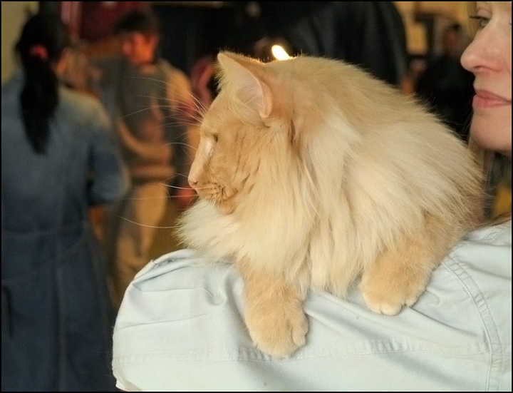 Redtails-Digory-Kirk7.jpg - Redtails Digory Kirk