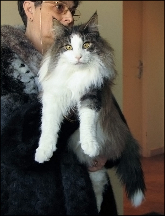 Rey_de_la_Gulsica1.jpg - Rey de la Gulsica