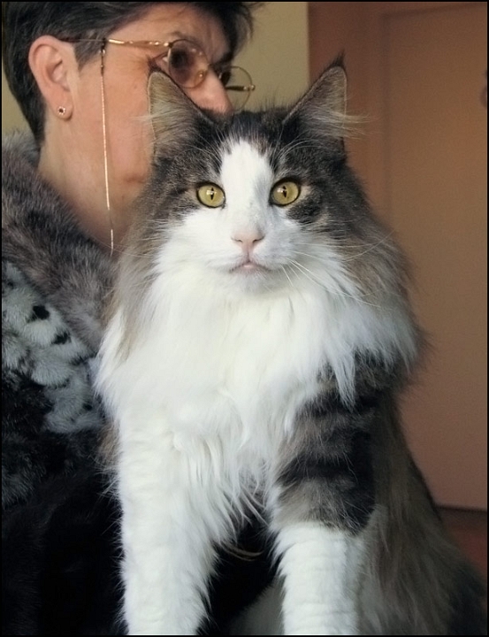 Rey_de_la_Gulsica2.jpg - Rey de la Gulsica