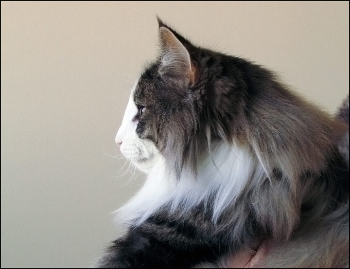 Rey_de_la_Gulsica3.jpg - Rey de la Gulsica