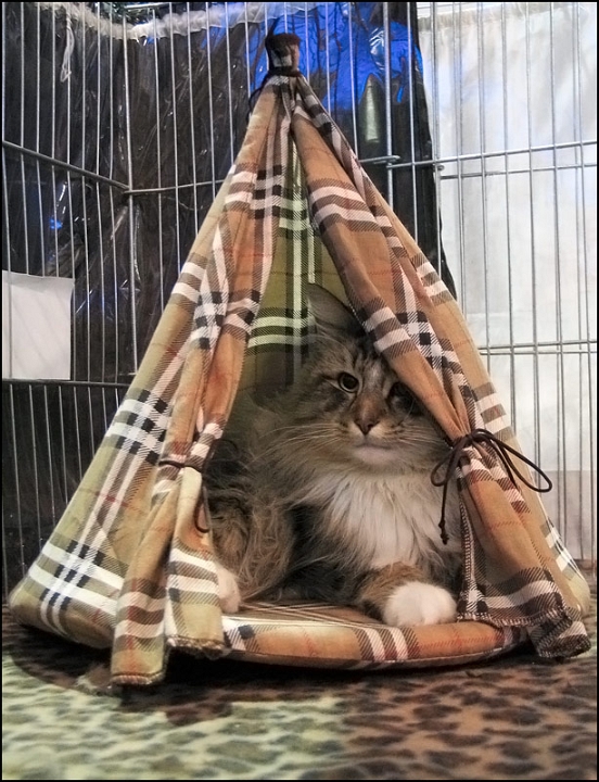 Rizzotto_el_Condor_Pacha2.jpg - Rizzotto el Condor Pacha