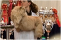 faune_podium4