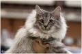 figaro1