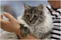 figaro2