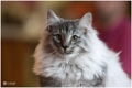 figaro4