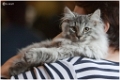 figaro5