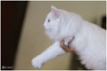 flaky_jugement6