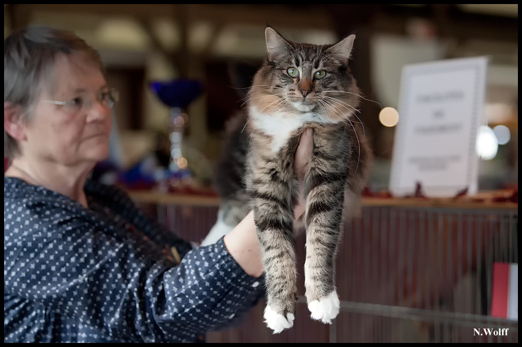 alba1.jpg - Alba de la Gulsica