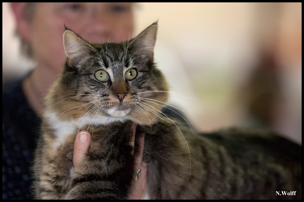 alba3.jpg - Alba de la Gulsica