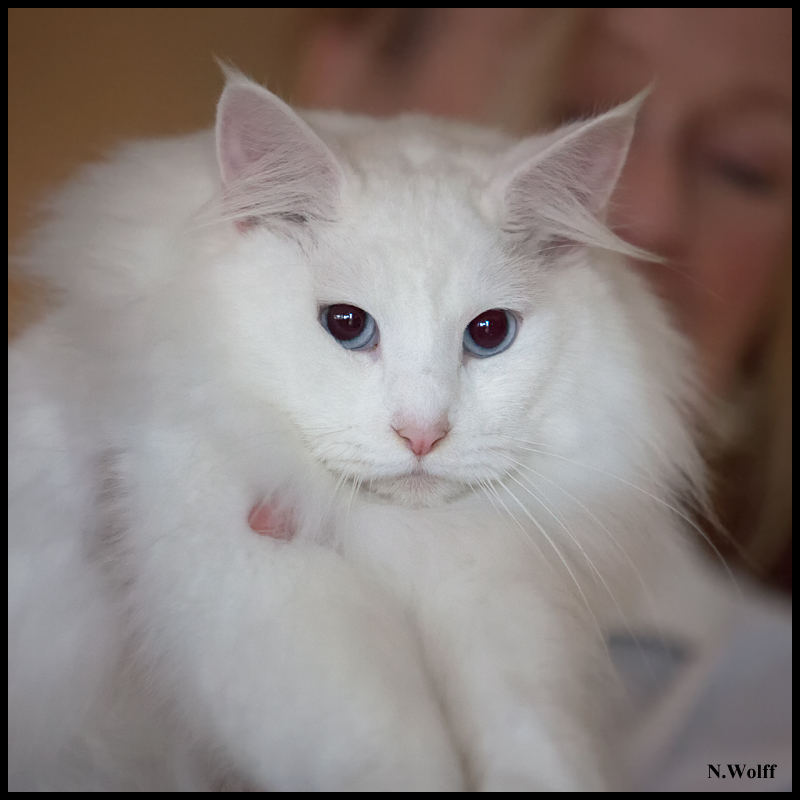 dance1.jpg - Wonderwoods Dance of Joy