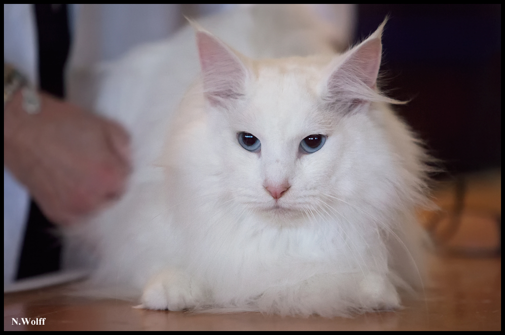 dance2.jpg - Wonderwoods Dance of Joy