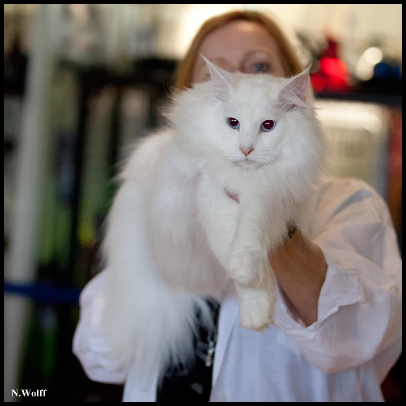 dance3.jpg - Wonderwoods Dance of Joy