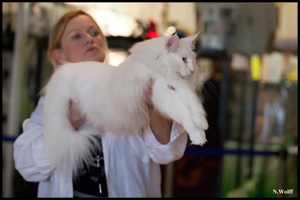 dance4.jpg - Wonderwoods Dance of Joy