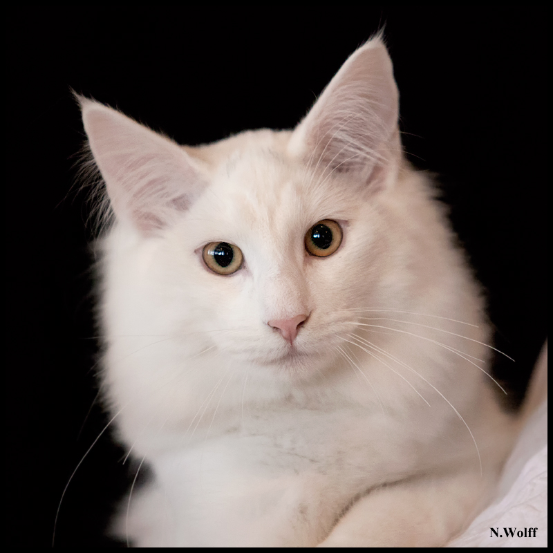 easy3.jpg - Wonderwoods Groovin'is Easy, BIS 3/6 mois dimanche