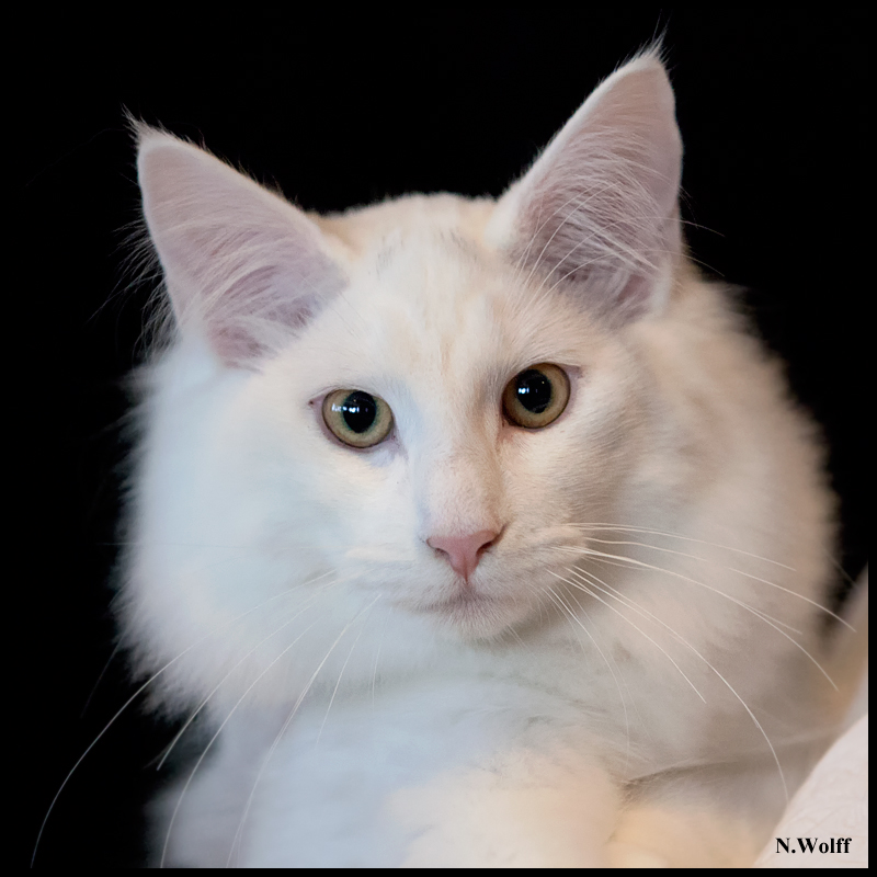 easy6.jpg - Wonderwoods Groovin'is Easy, BIS 3/6 mois dimanche