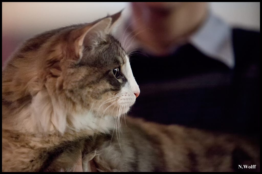 espagnol1.jpg - Espagnol