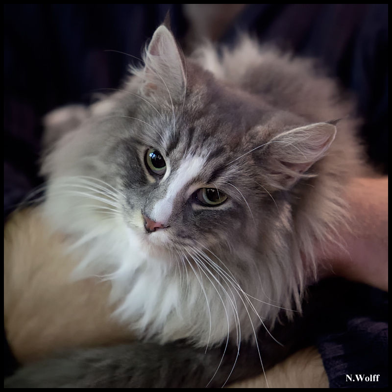 espagnol10.jpg - Espagnol