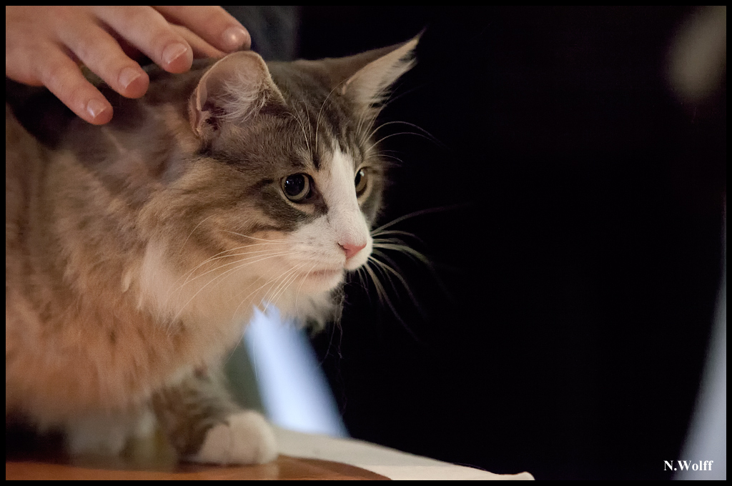 espagnol2.jpg - Espagnol