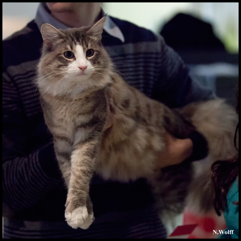 espagnol3.jpg - Espagnol