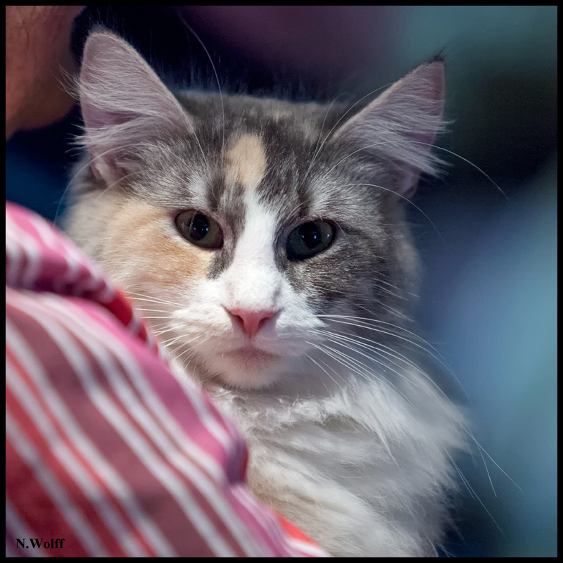 espagnol4.jpg - Espagnol