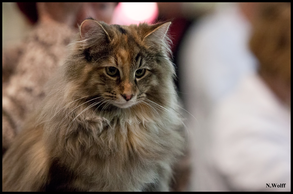 espagnol7.jpg - Espagnol