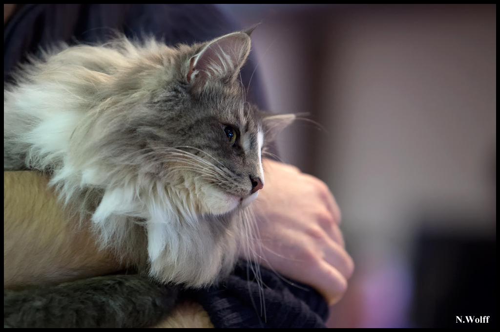 espagnol8.jpg - Espagnol