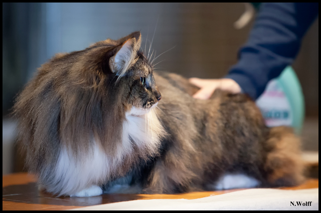 espagnol9.jpg - Espagnol ?