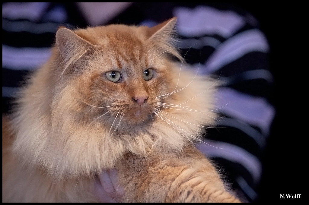 faune.jpg - Faune du Domaine des Comtes de Moscone