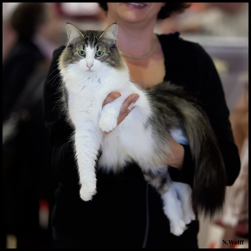 fedora1.jpg - Fedora de Laïloken