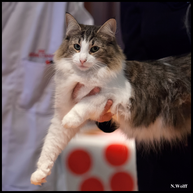 fedora3.jpg - Fedora de Laïloken