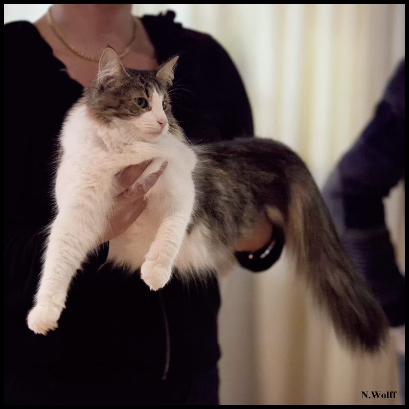 fedora5.jpg - Fedora de Laïloken