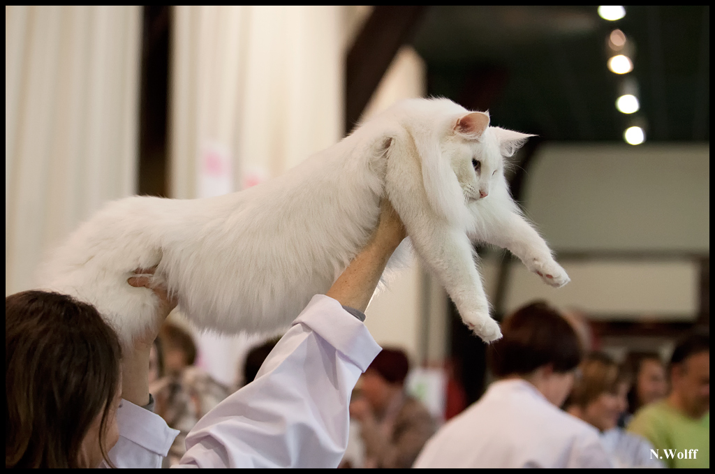 fill5.jpg - Wonderwoods Fill My Eyes, BIS/BOB 2ème samedi, BIS dimanche