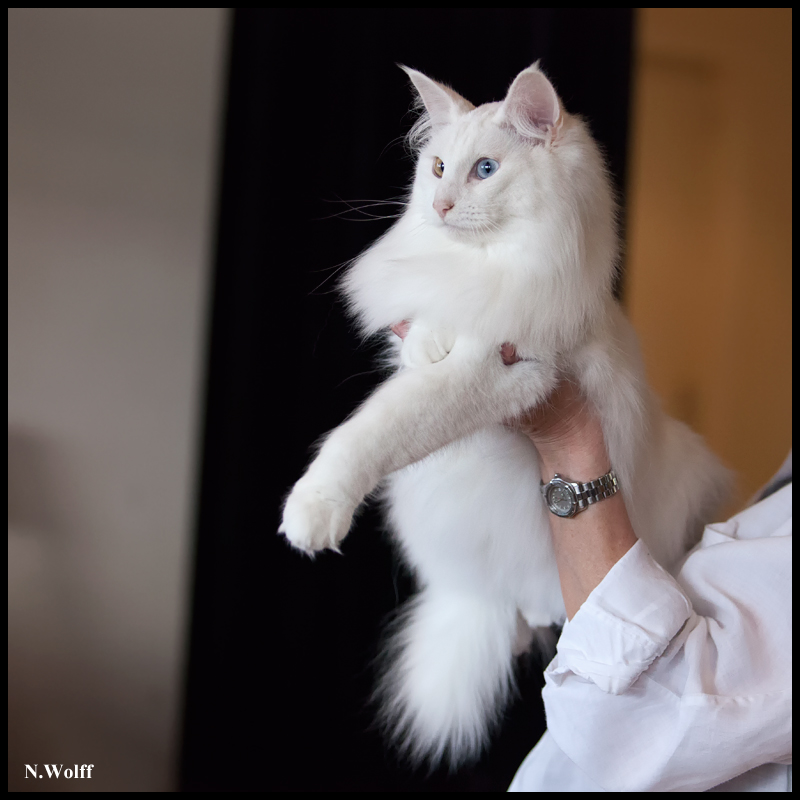 fill9.jpg - Wonderwoods Fill My Eyes, BIS/BOB 2ème samedi, BIS dimanche