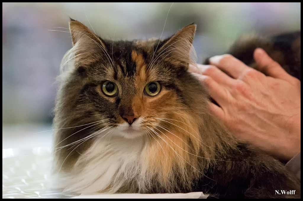 for_life1.jpg - For Fife de la Folidoki, Best Neutre Femelle samedi et dimanche