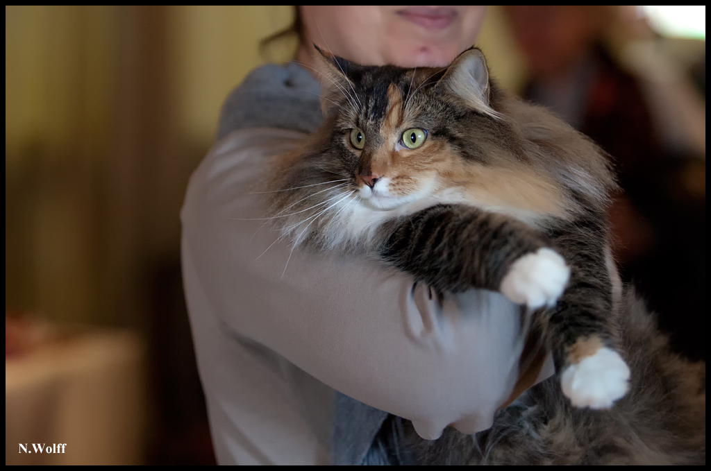 for_life2.jpg - For Fife de la Folidoki, Best Neutre Femelle samedi et dimanche