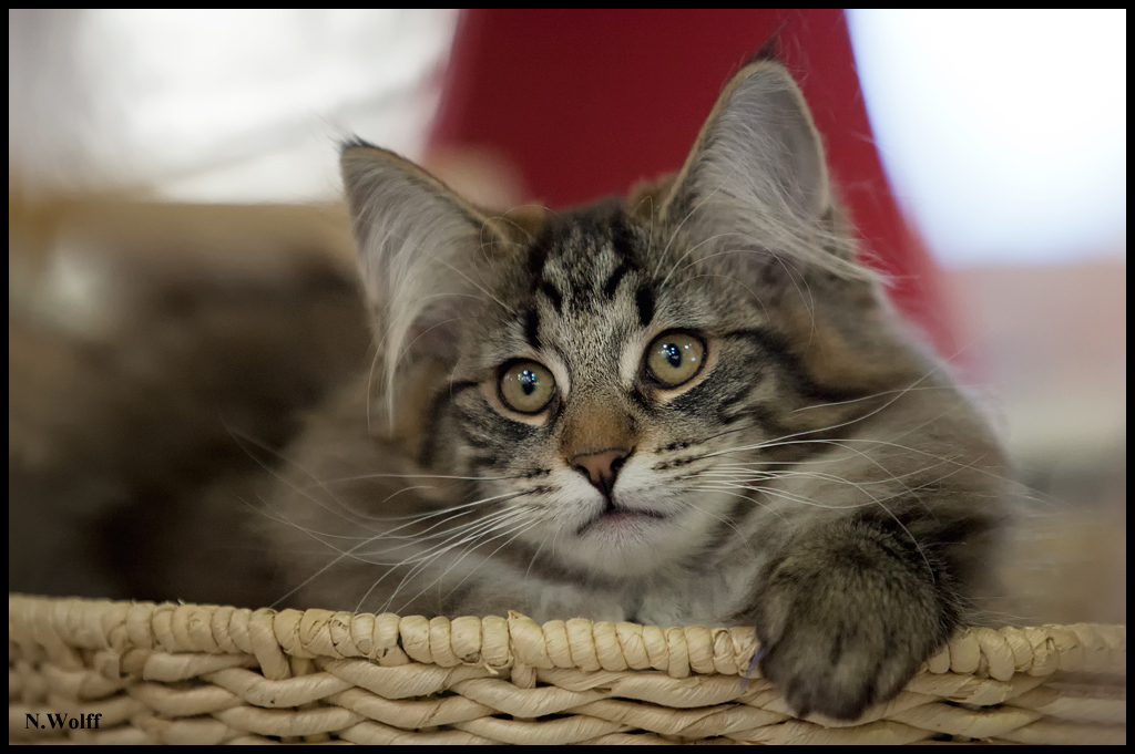 galipette2.jpg - Galipette de L'Orée des Elfes