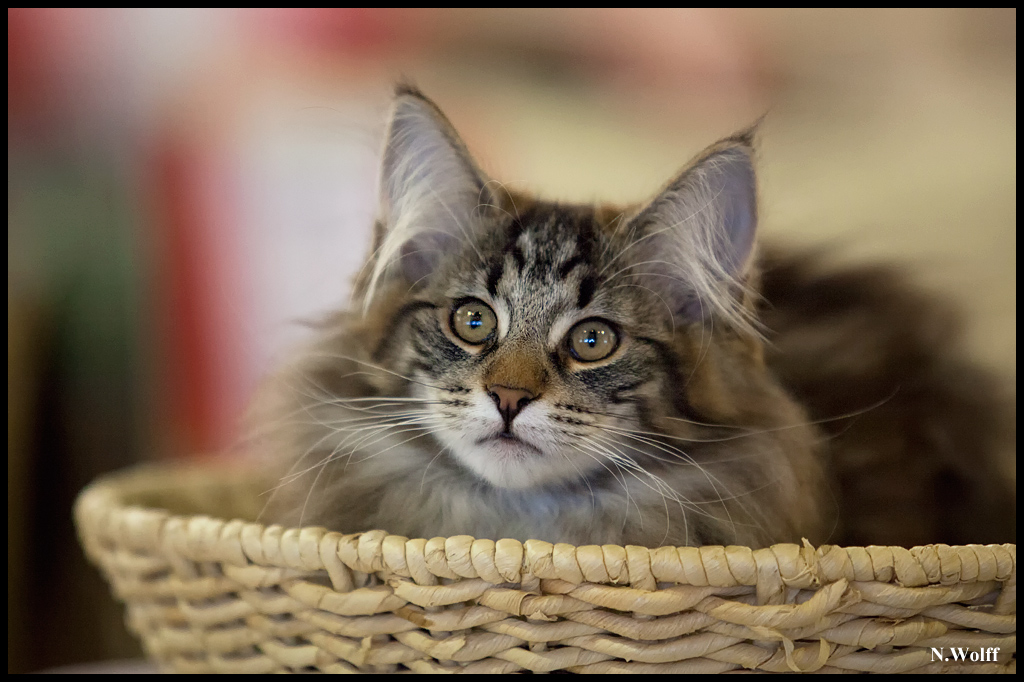 galipette3.jpg - Galipette de L'Orée des Elfes