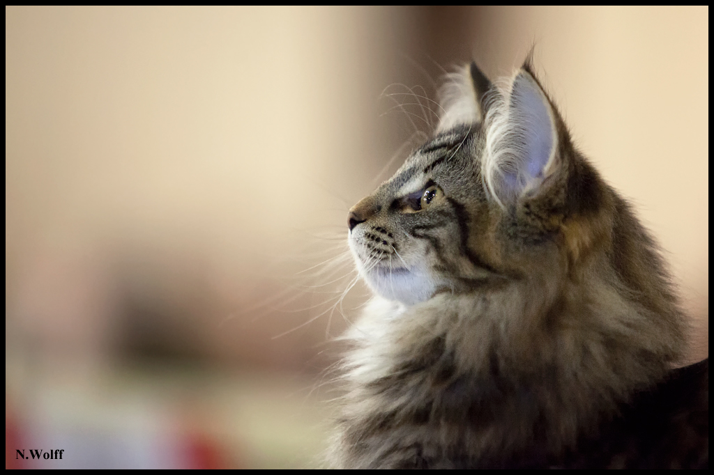 galipette5.jpg - Galipette de L'Orée des Elfes