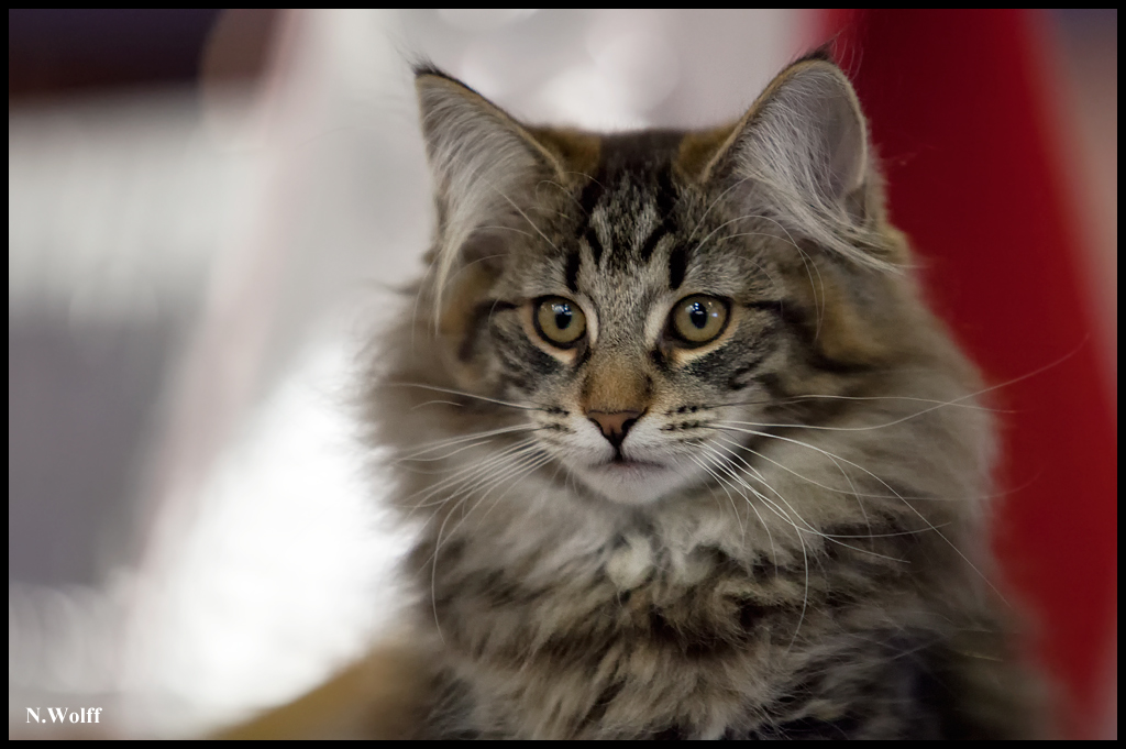 galipette6.jpg - Galipette de L'Orée des Elfes