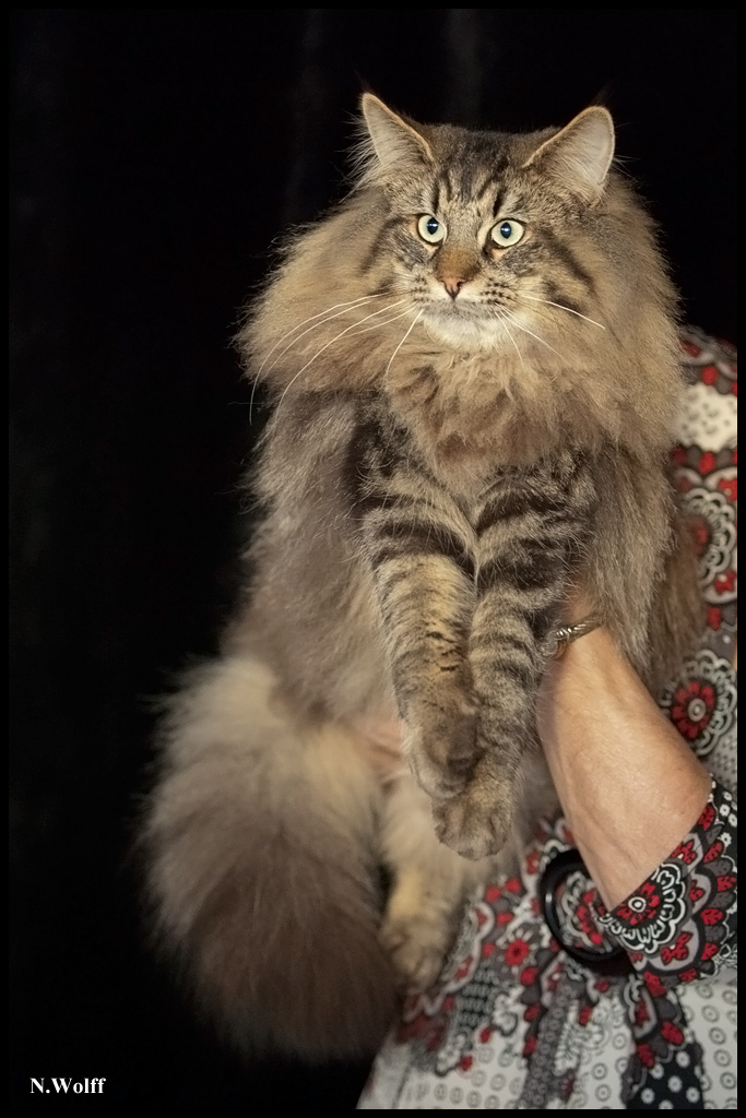 gengis1.jpg - Gengis Khan du Domaine des Comtes de Moscone, BIS 6/10 mois samedi et dimanche